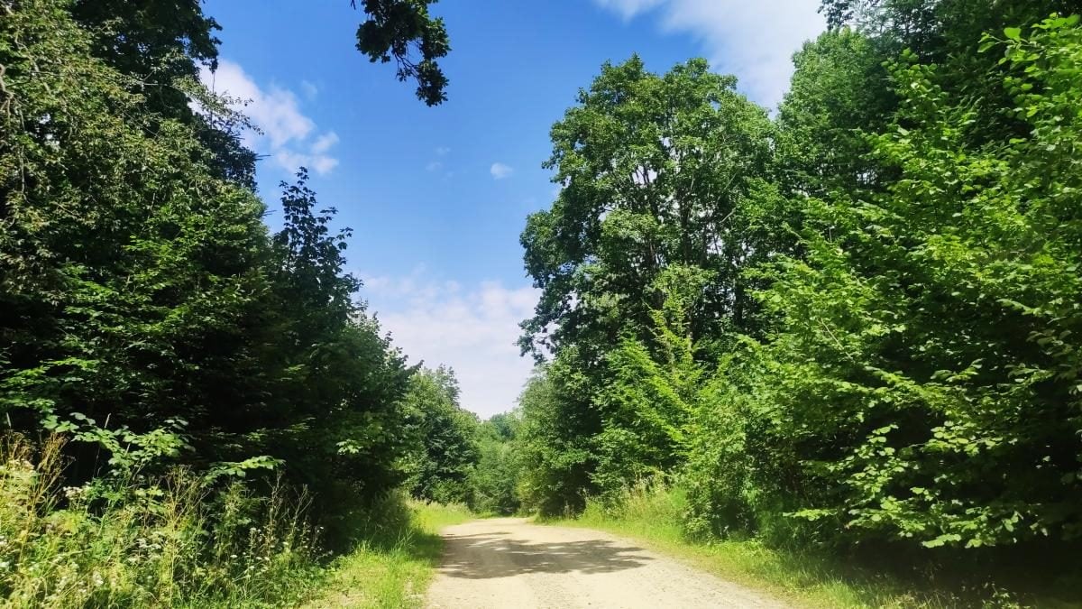 Буковиця: як дійти пішки до мальовничої вершини з Трускавця (фоторепортаж) 6 Буковиця: як дійти пішки до мальовничої вершини з Трускавця (фоторепортаж)