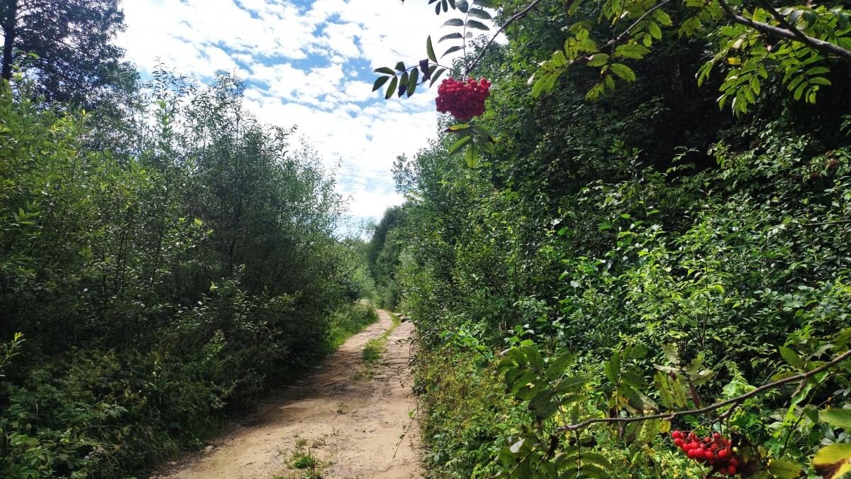 Буковиця: як дійти пішки до мальовничої вершини з Трускавця (фоторепортаж) 5 Буковиця: як дійти пішки до мальовничої вершини з Трускавця (фоторепортаж)