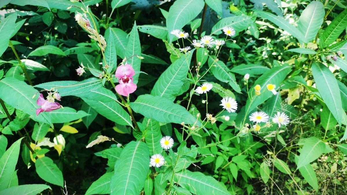 Буковиця: як дійти пішки до мальовничої вершини з Трускавця (фоторепортаж) 7 Буковиця: як дійти пішки до мальовничої вершини з Трускавця (фоторепортаж)