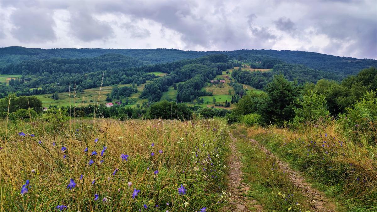 Буковиця влітку: в пошуках мальовничих краєвидів на Львівщині 17 Краєвиди з Оріва / фото Марина Григоренко