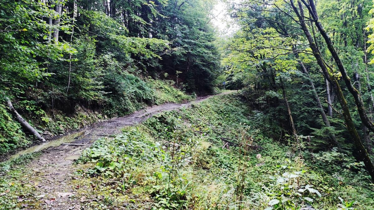 Буковиця влітку: в пошуках мальовничих краєвидів на Львівщині 14 Наприклад, є й такі ділянки / фото Марина Григоренко