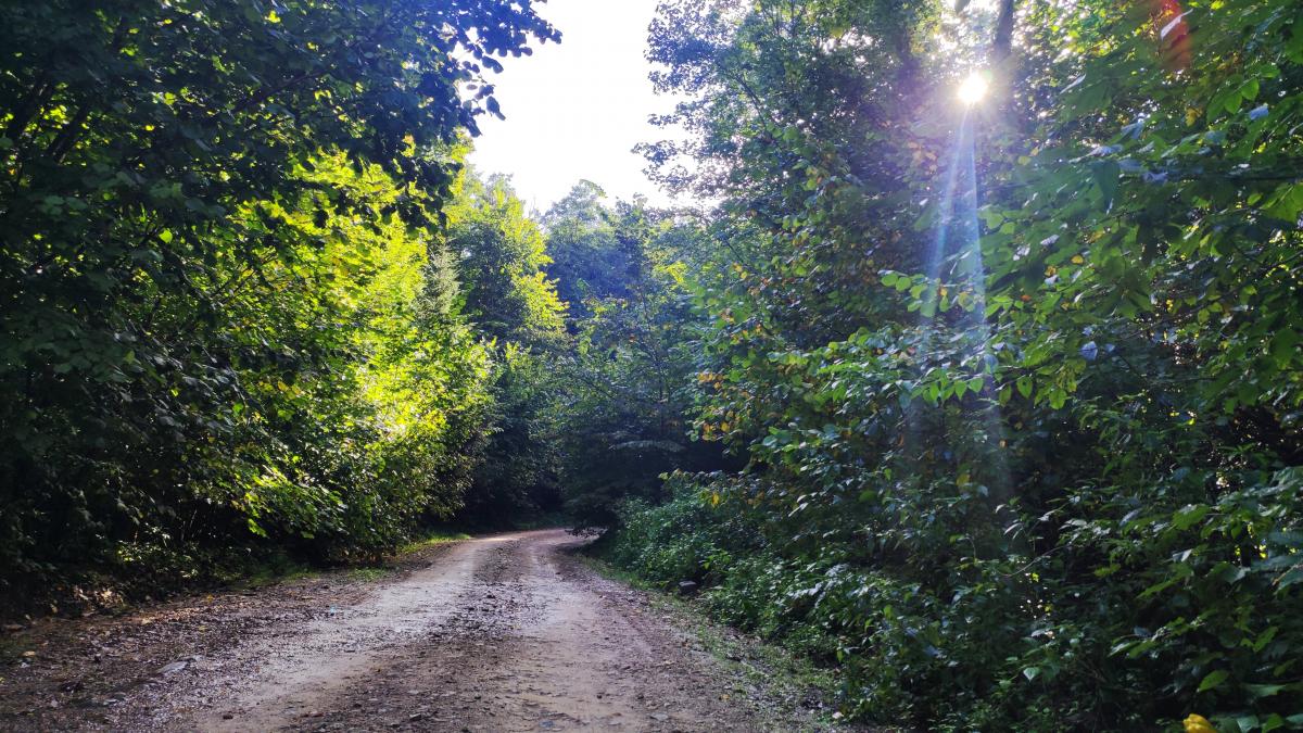 Буковиця влітку: в пошуках мальовничих краєвидів на Львівщині 5 Маршрут з Трускавця на Буковицю / фото Марина Григоренко