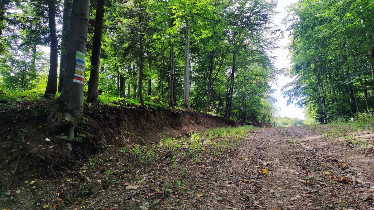 Буковиця влітку: в пошуках мальовничих краєвидів на Львівщині 9 Розмітка на маршруті від Буковиці на Цюхів Діл / фото Марина Григоренко