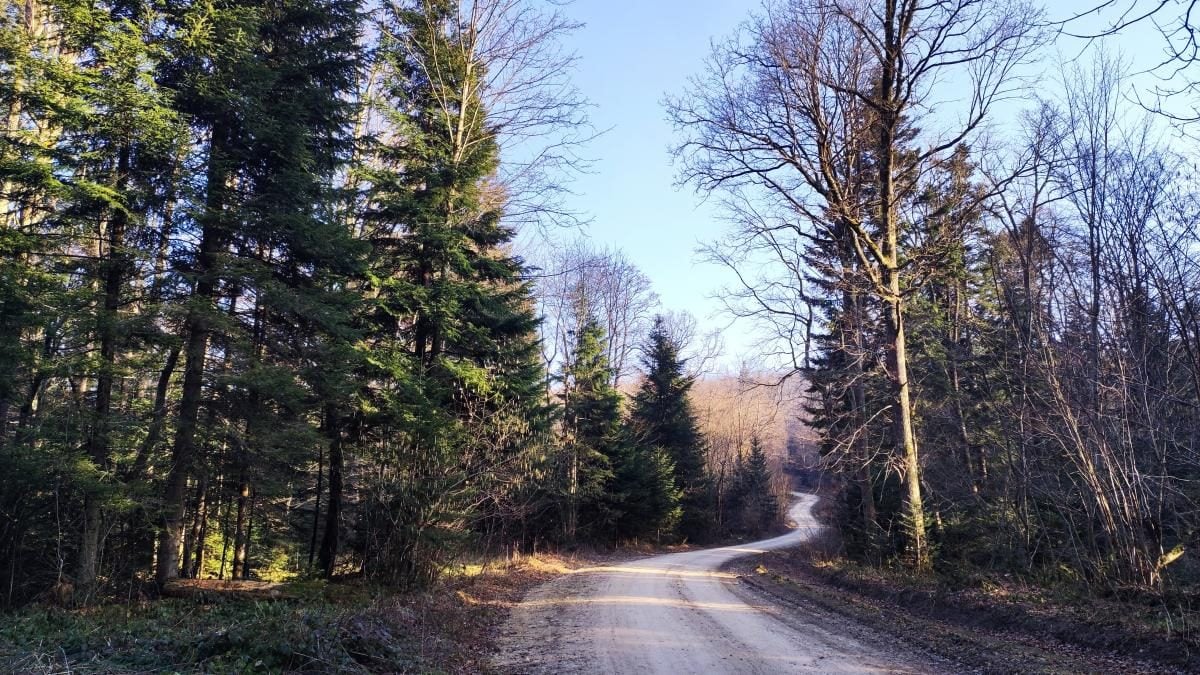 Чи є сніг на Буковиці: гірськолижні курорти Львівщини в умовах теплої зими (фоторепортаж, відео)