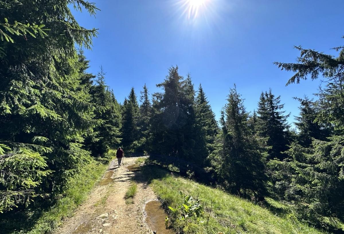 Говерла, Петрос, Піп Іван: що варто знати, щоб безпечно зійти на вершини Карпат 11 Малодосвідченим туристам краще обирати простіші маршрути / фото Наталія Петерварі