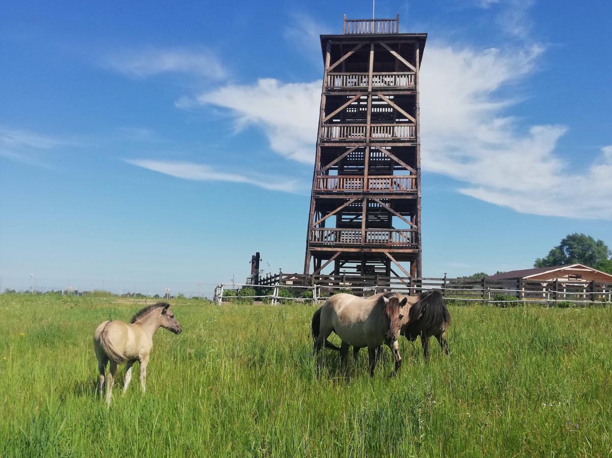 Коли немає квитків на поїзд: цікаві локації в Україні без залізниці, які варто відвідати влітку 1 В парк природи "Беремицьке" можна зупинитися на ніч / фото Марина Григоренко