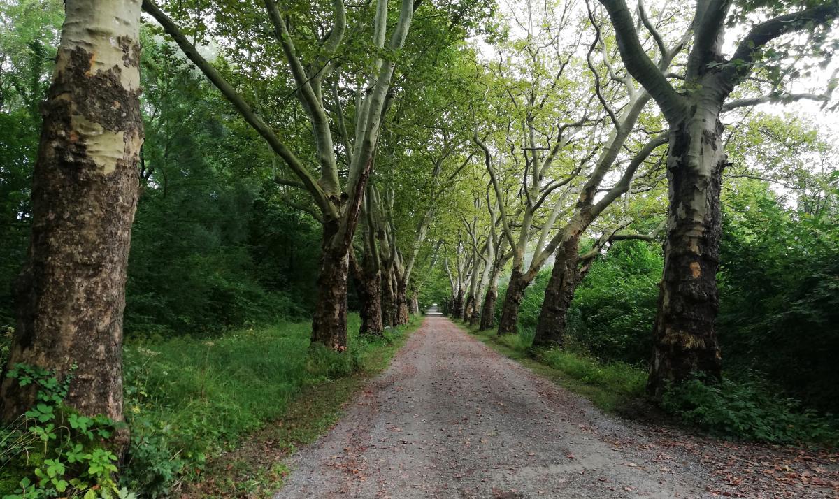 Констанц: німецьке місто з дивакуватими скульптурами на неосяжному Боденському озері 6 Дорога від Майнау до Констанца / фото Марина Григоренко
