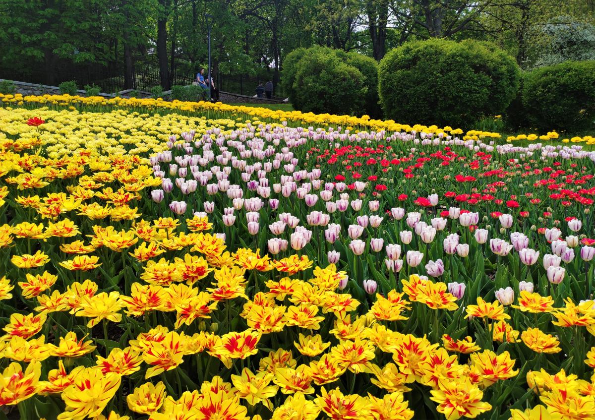 Тюльпани на "Співочому полі" у Києві / фото Марина Григоренко