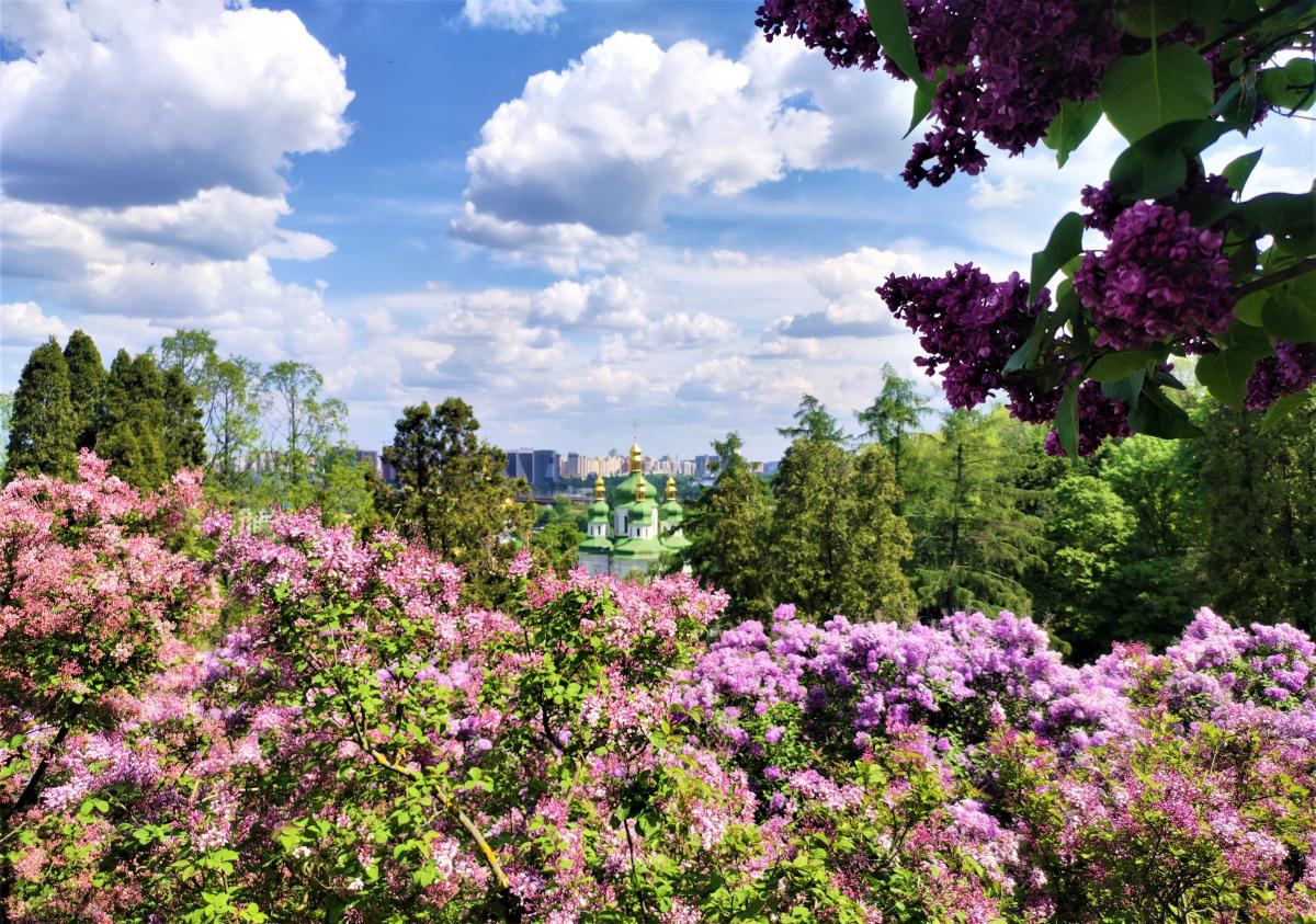 Цвітіння бузку в Києві / фото Марина Григоренко