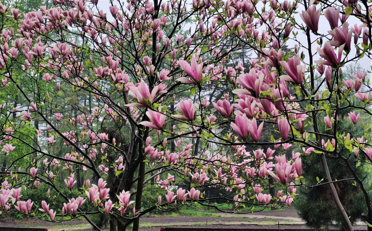 Магнолії в ботсаду Києва / фото Марина Григоренко