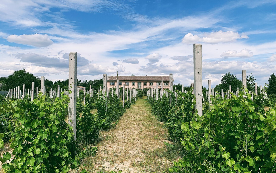 Найкращі виноробні в Україні - куди поїхати туристам Найкращі виноробні в Україні - куди поїхати туристам 5