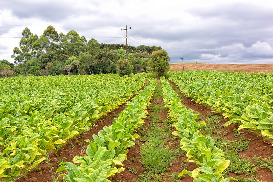 Прудентополіс в Бразилії - звідки там українці і чому місто називають столицею Прудентополіс в Бразилії - звідки там українці і чому місто називають столицею 3