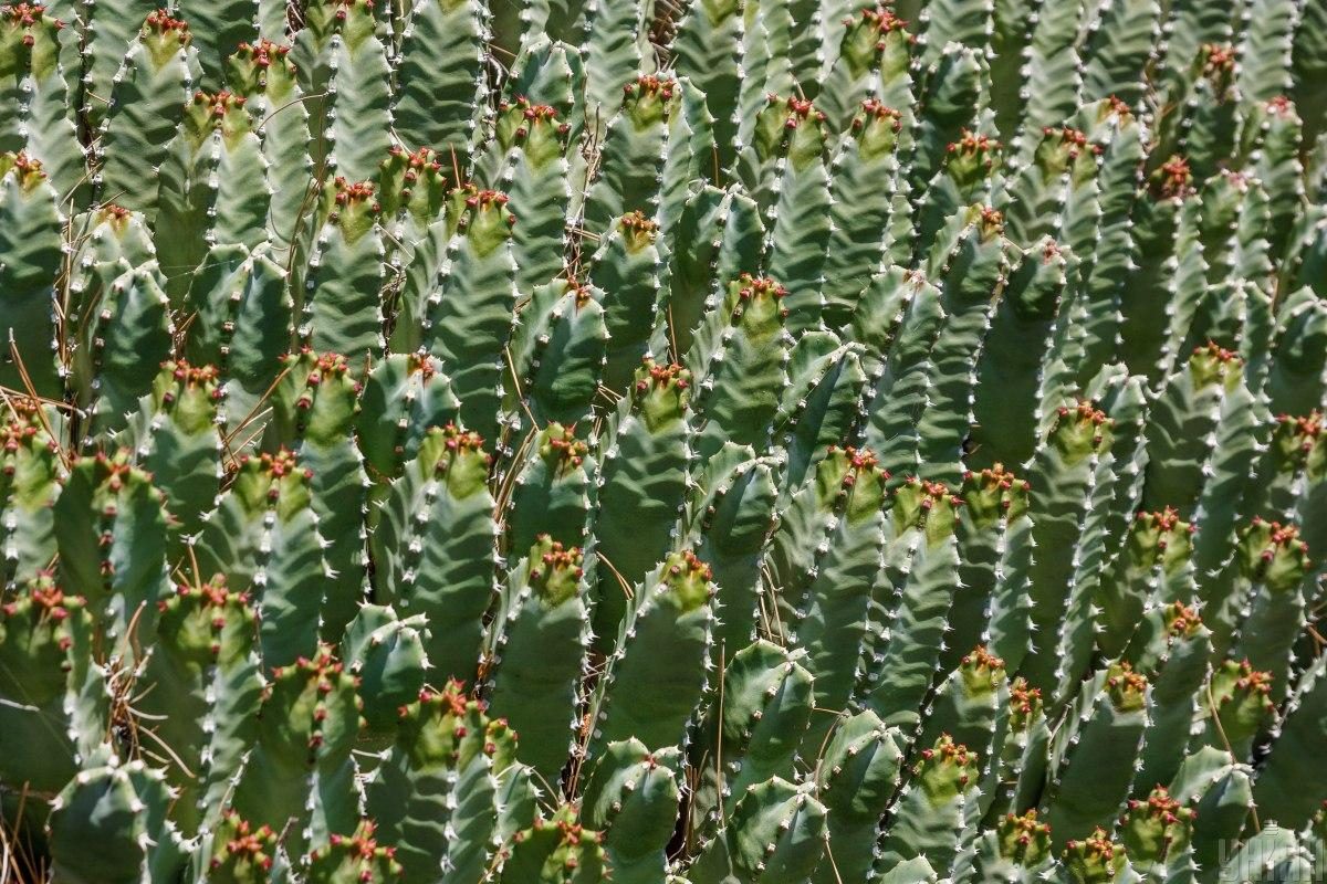 Сицилія в квітні: чому зараз найкращий час відвідати цей неймовірний острів (фоторепортаж)