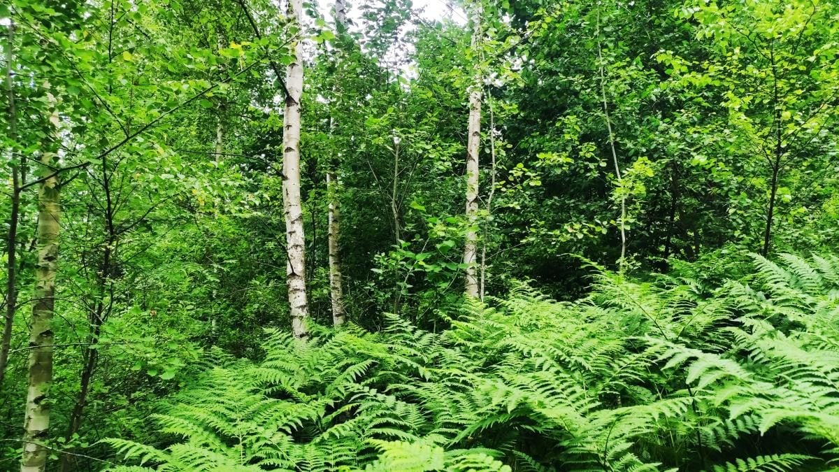 Татарів: тихий рай між галасливими Яремче та Буковелем 8 Татарів: тихий рай між галасливими Яремче та Буковелем