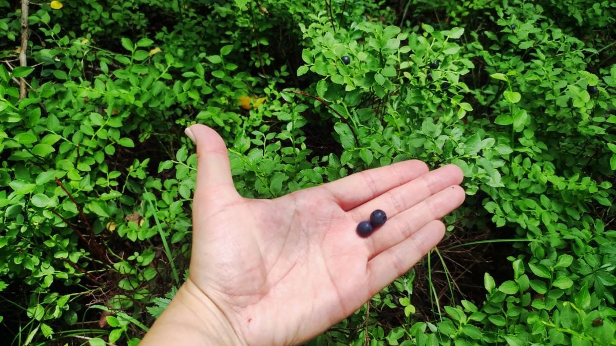 Татарів: тихий рай між галасливими Яремче та Буковелем 10 Татарів: тихий рай між галасливими Яремче та Буковелем