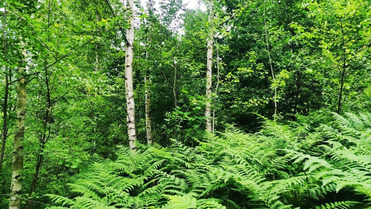Татарів: тихий рай між галасливими Яремче та Буковелем 42 Пробиратися доводиться такими хащами / фото Марина Григоренко