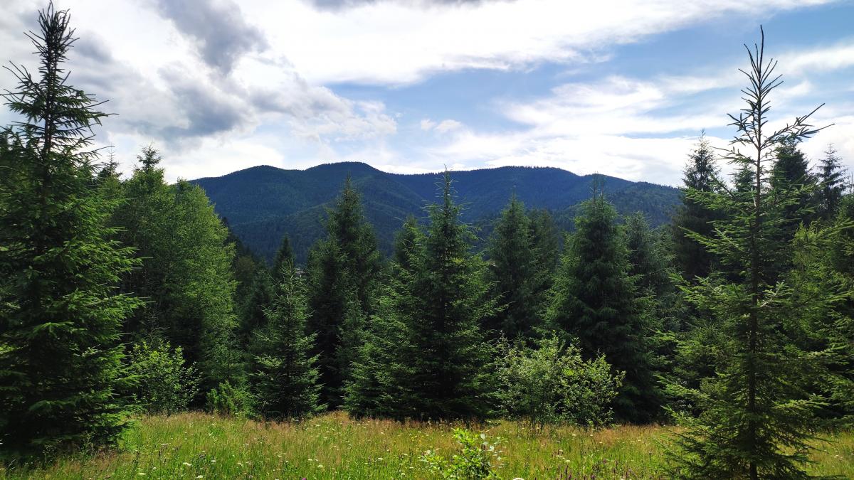 Татарів: тихий рай між галасливими Яремче та Буковелем 45 Та сама Поляна закоханих / фото Марина Григоренко