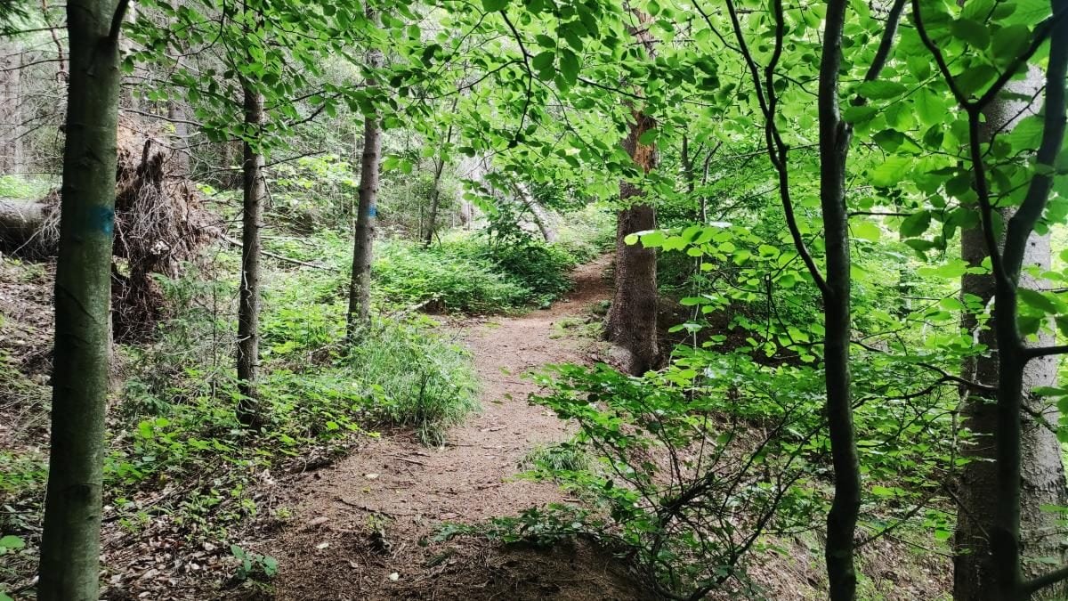 Татарів: тихий рай між галасливими Яремче та Буковелем 11 Татарів: тихий рай між галасливими Яремче та Буковелем