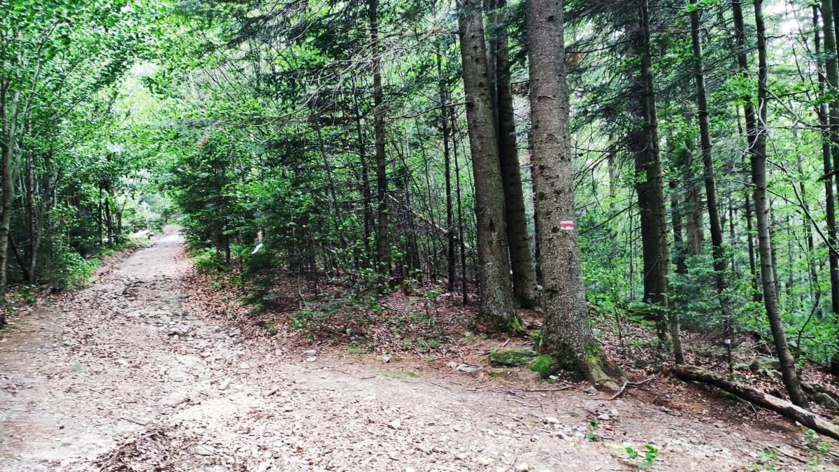 Татарів: тихий рай між галасливими Яремче та Буковелем 21 Татарів: тихий рай між галасливими Яремче та Буковелем