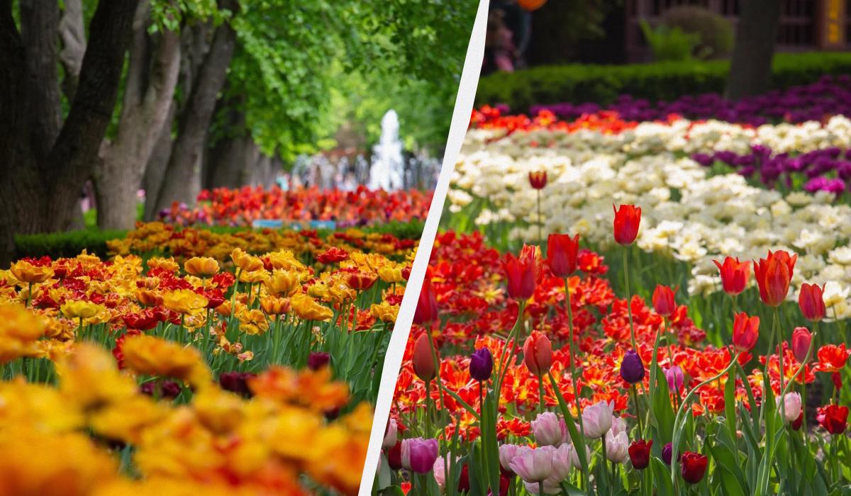 Тюльпанова лихоманка: де шукати квіткові поля в Україні цього року 2 Тюльпани в Кропивницькому дендропарку / колаж D.UA, фото instagram.com/dendropark.com.ua