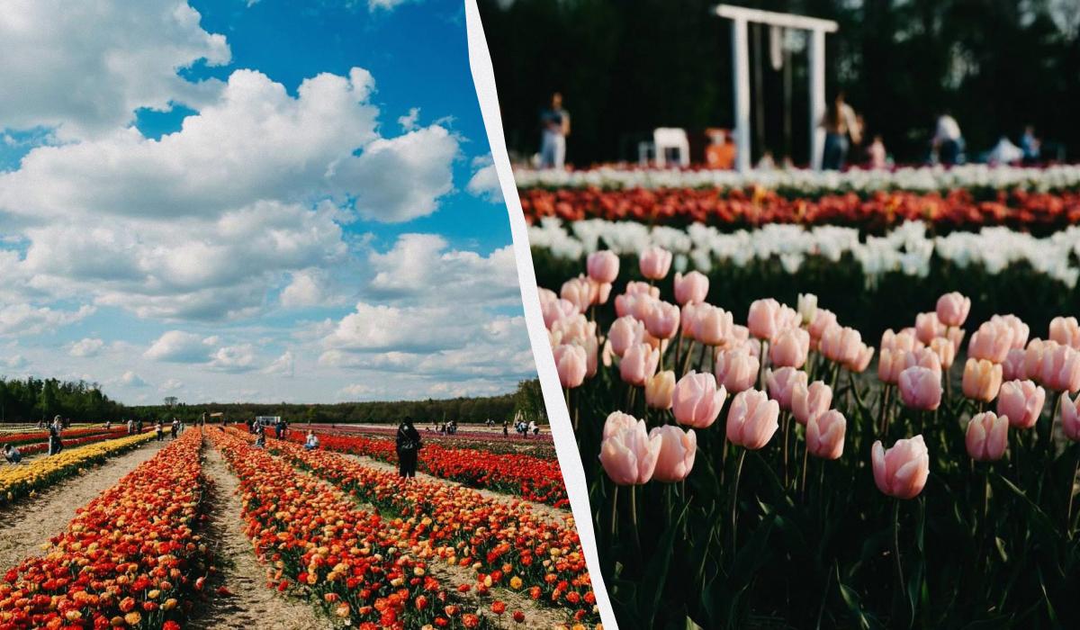 Тюльпанова лихоманка: де шукати квіткові поля в Україні цього року 5 Волинська Голландія біля Луцька / колаж D.UA, фото instagram.com/volynska.holandia
