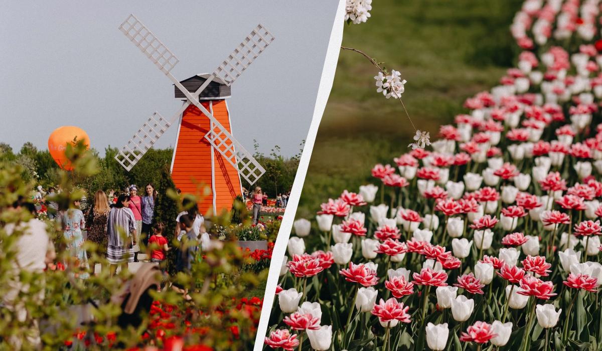 Тюльпанова лихоманка: де шукати квіткові поля в Україні цього року 4 Тюльпанове поле в Мамаївцях / колаж D.UA, фото instagram.com/vengreenery