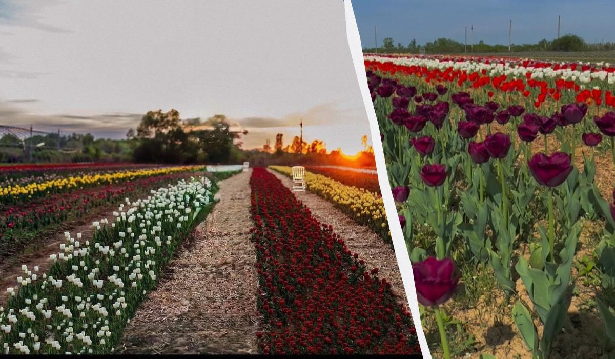 Тюльпанова лихоманка: де шукати квіткові поля в Україні цього року 3 Тюльпани в парку Paradise / колаж D.UA, фото instagram.com/paradise.park.uzh