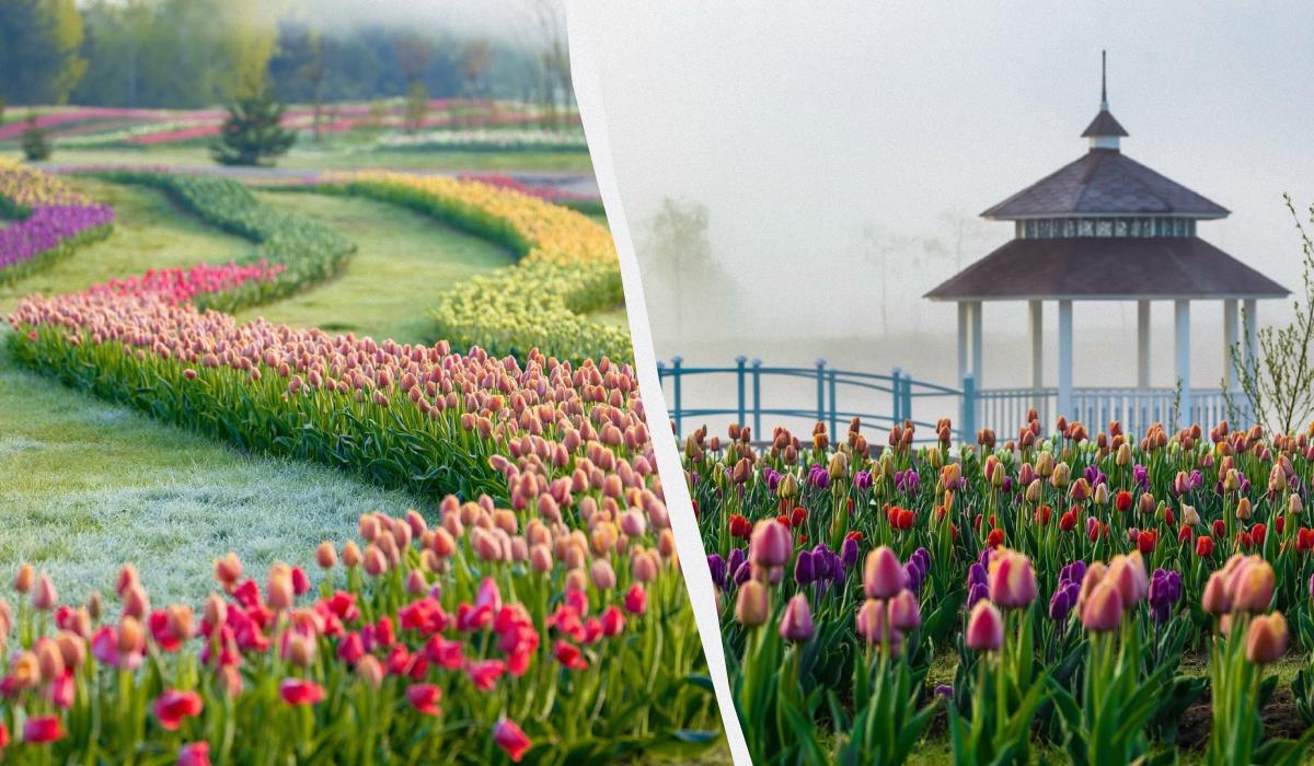 Тюльпанова лихоманка: де шукати квіткові поля в Україні цього року 1 Тюльпанові поля в "Добропарку" / колаж D.UA, фото instagram.com/dobropark