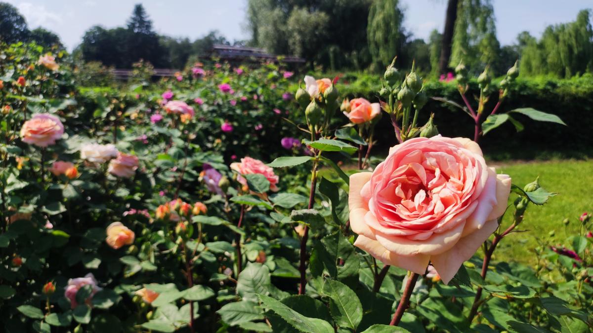 В ботсаду Гришка почали масово цвісти троянди / фото Марина Григоренко