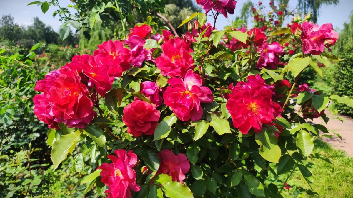 У ботсаду Києва розпочалося масове цвітіння троянд (фоторепортаж, відео)