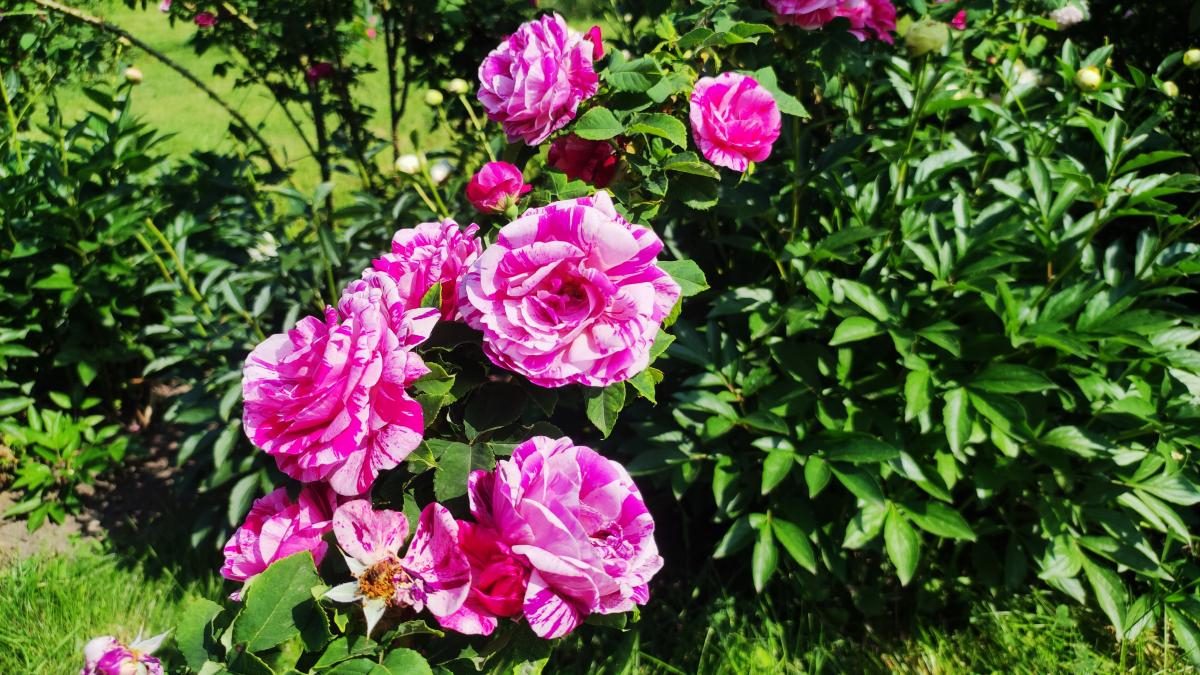 У ботсаду Києва розпочалося масове цвітіння троянд (фоторепортаж, відео)