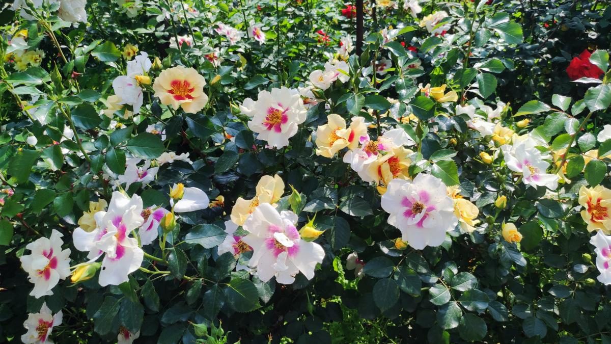 У ботсаду Києва розпочалося масове цвітіння троянд (фоторепортаж, відео)