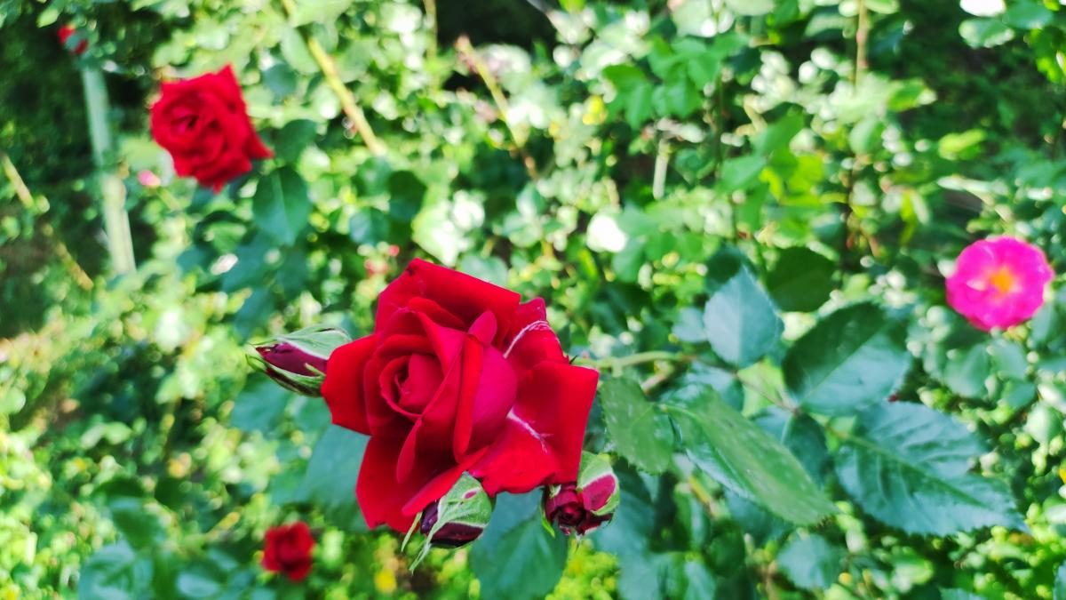 У ботсаду Києва розпочалося масове цвітіння троянд (фоторепортаж, відео)