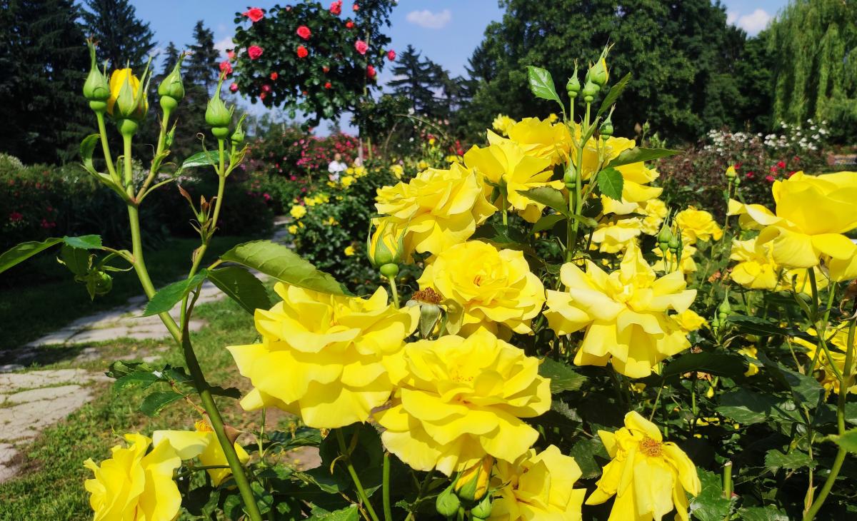Неймовірні троянди в ботсаду Гришка / фото Марина Григоренко