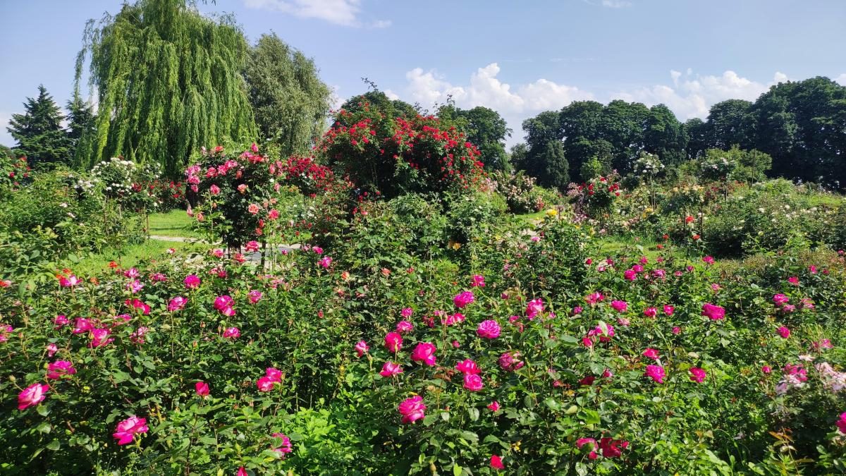 У ботсаду Києва розпочалося масове цвітіння троянд (фоторепортаж, відео)