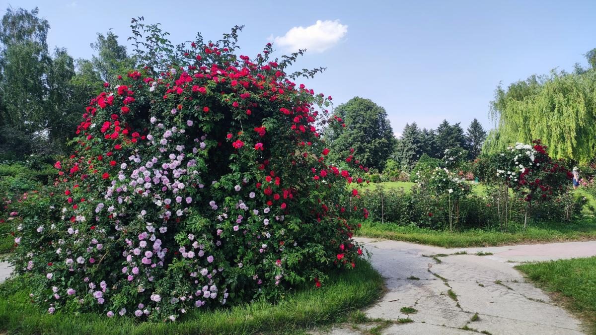 У ботсаду Києва розпочалося масове цвітіння троянд (фоторепортаж, відео)