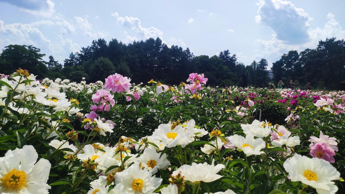 Півонії в ботсаду Гришка / фото Марина Григоренко
