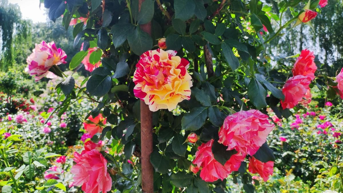 У ботсаду Києва розпочалося масове цвітіння троянд (фоторепортаж, відео)