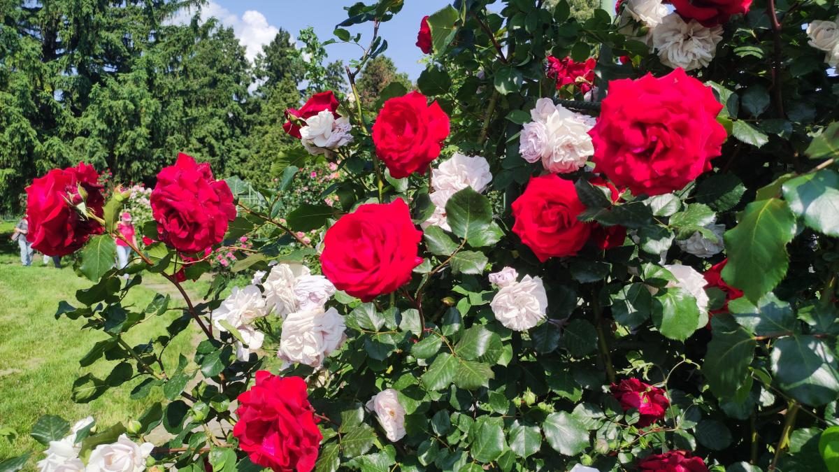 У ботсаду Києва розпочалося масове цвітіння троянд (фоторепортаж, відео)