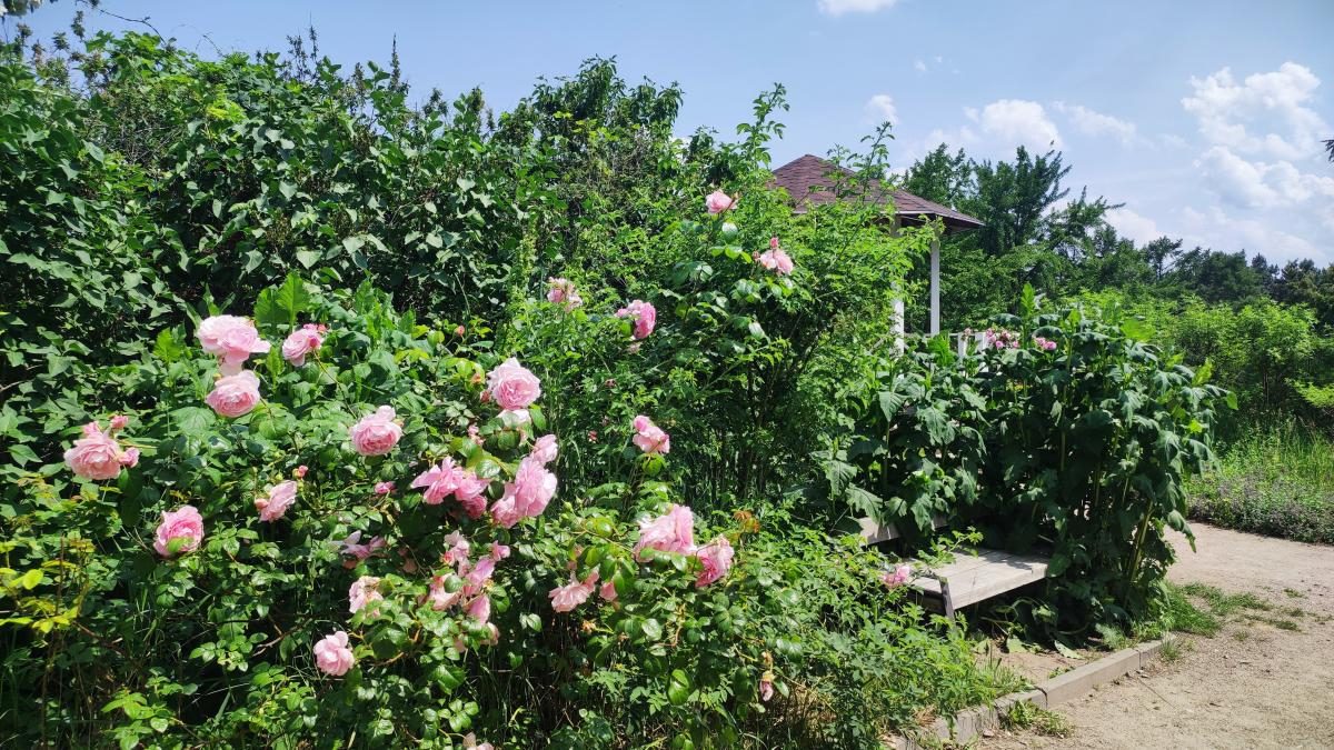 У ботсаду Києва розпочалося масове цвітіння троянд (фоторепортаж, відео)