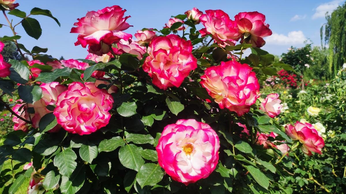 У ботсаду Києва розпочалося масове цвітіння троянд (фоторепортаж, відео)