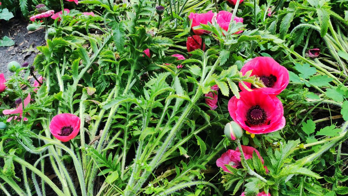 Маки в ботсаду Гришка / фото Марина Григоренко