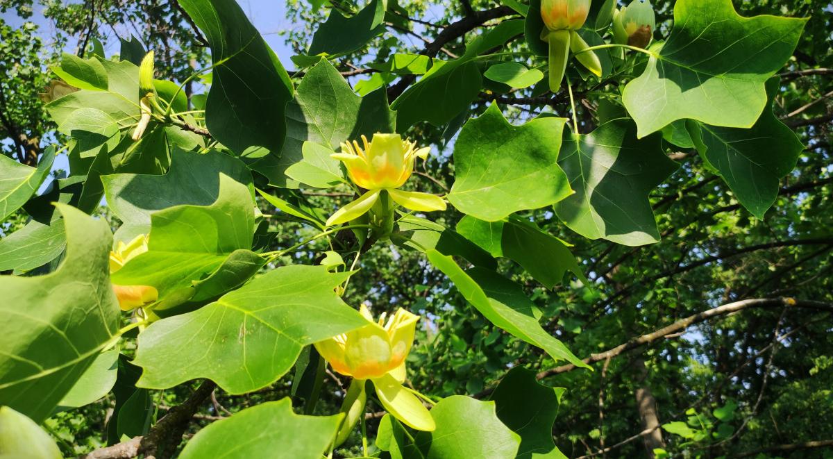 Тюльпанове дерево в ботсаду Гришка / фото Марина Григоренко