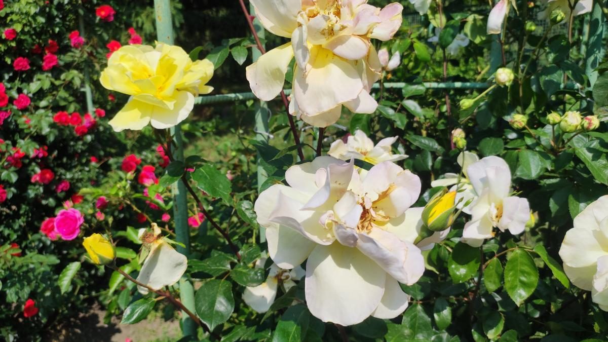 У ботсаду Києва розпочалося масове цвітіння троянд (фоторепортаж, відео)