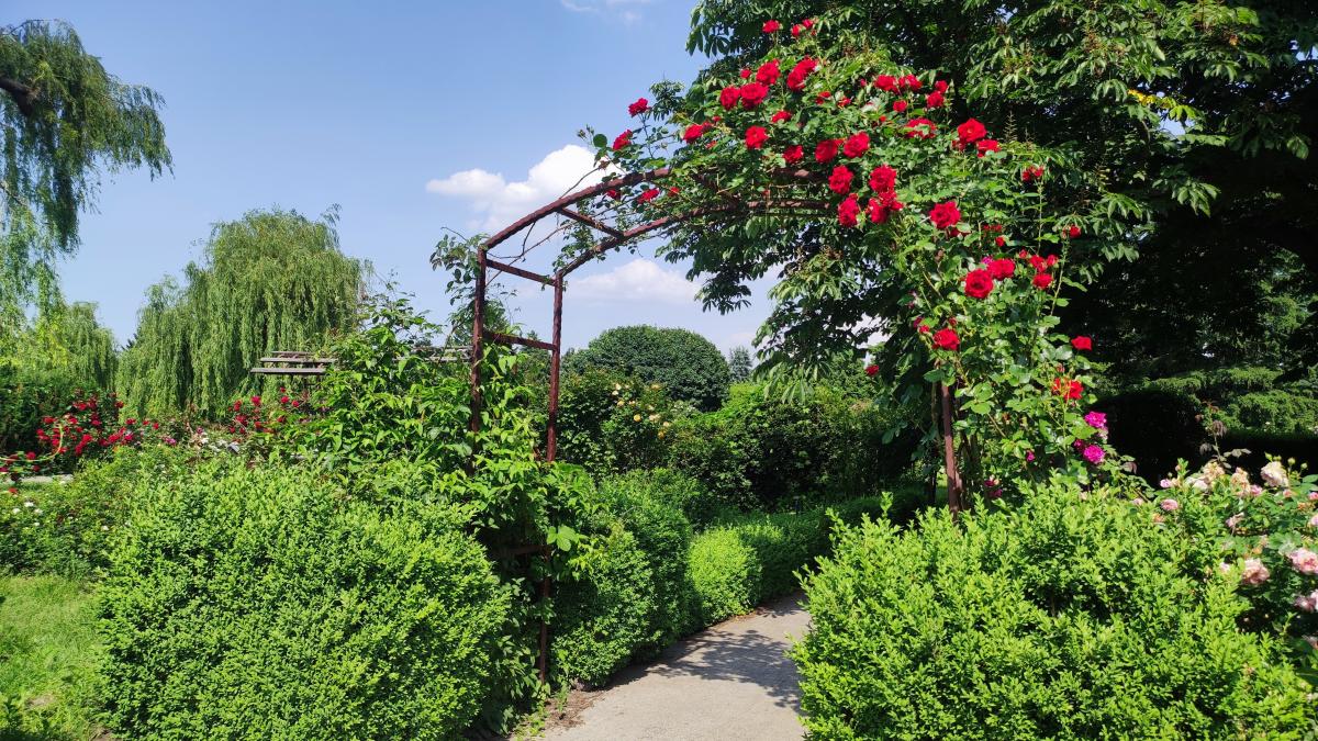 В розарії ботсаду Гришка іноді проводять концерти / фото Марина Григоренко