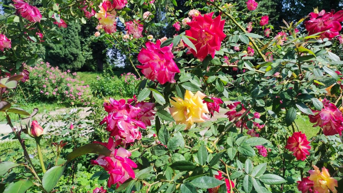 У ботсаду Києва розпочалося масове цвітіння троянд (фоторепортаж, відео)
