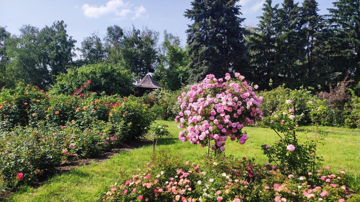 У ботсаду Києва розпочалося масове цвітіння троянд (фоторепортаж, відео)