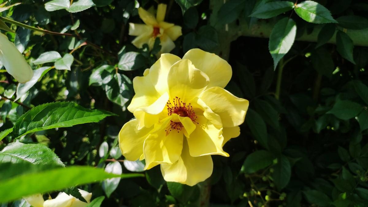 У ботсаду Києва розпочалося масове цвітіння троянд (фоторепортаж, відео)