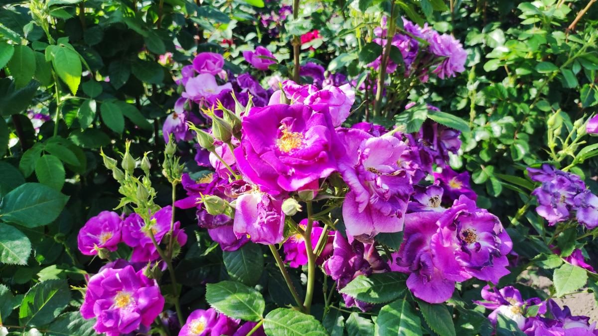 У ботсаду Києва розпочалося масове цвітіння троянд (фоторепортаж, відео)