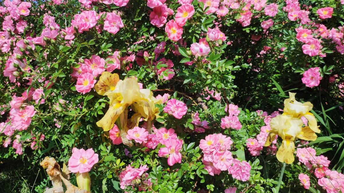 У ботсаду Києва розпочалося масове цвітіння троянд (фоторепортаж, відео)